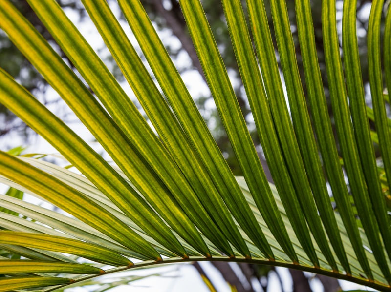 FOLHA TROPICAL 4825