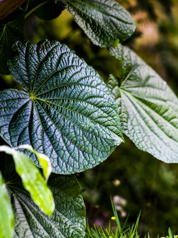 FOLHA VERDE BELEZA