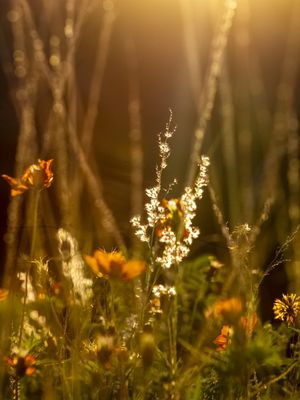 BELEZA NA NATUREZA