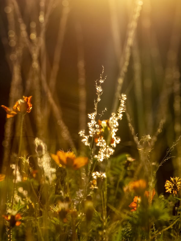 BELEZA NA NATUREZA