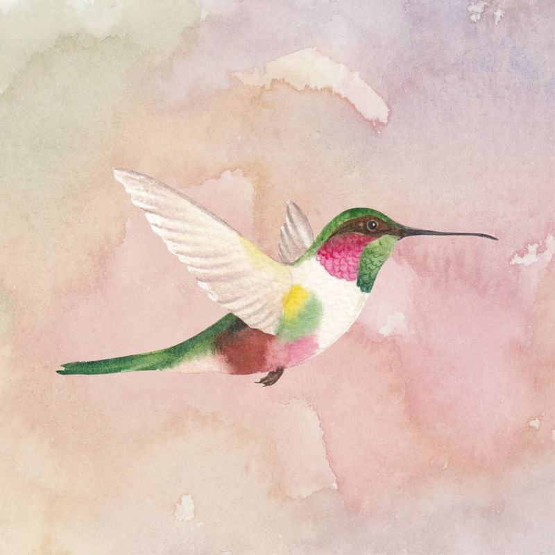 BEIJA-FLOR AQUARELADO
