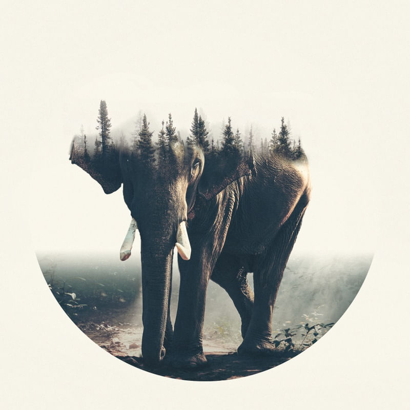 ELEFANTE EM DUPLA EXPOSIÇÃO