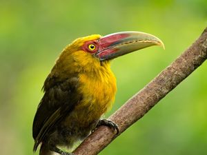 ARAÇARI-BANANA PTEROGLOSSUS BAILLONI