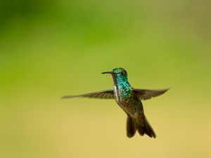 BEIJA-FLOR-DE-BANDA-BRANCA CHRYSURONIA VERSICOLOR