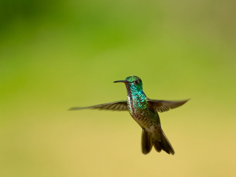 BEIJA-FLOR-DE-BANDA-BRANCA CHRYSURONIA VERSICOLOR