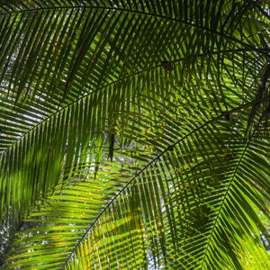 FOLHAGEM TROPICAL 4944