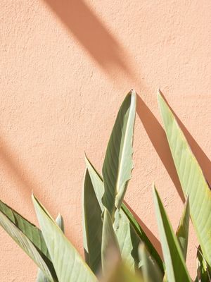 PLANT LEAVES ON PASTEL