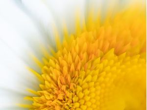 ALTERED NATURE - DÍPTICO 1