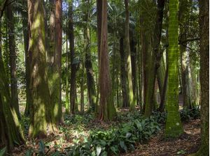 BOSQUE 4937