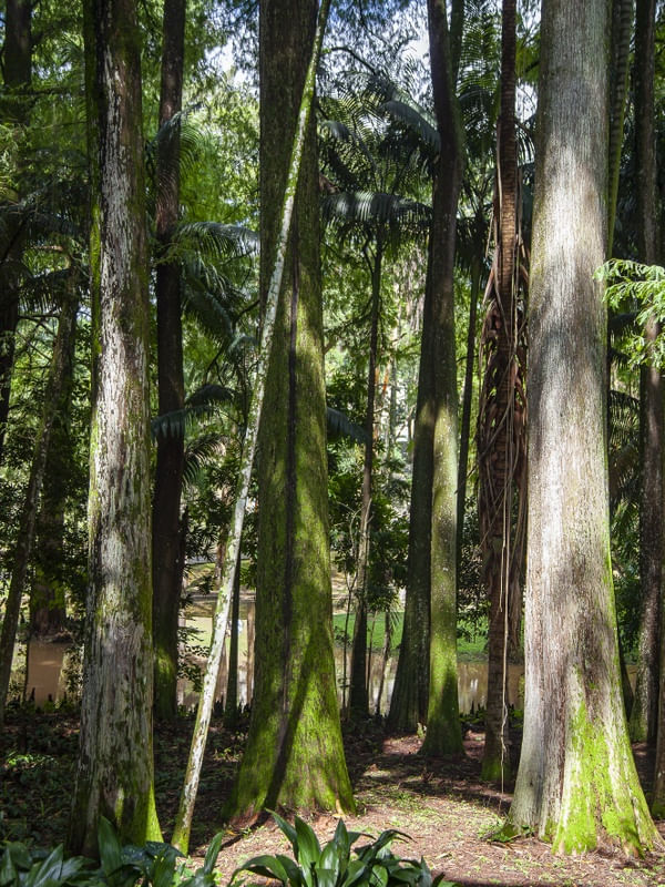 BOSQUE 4939