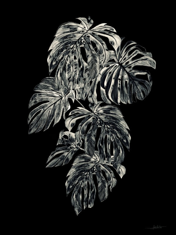 A02-BOTANIC NIGHT II