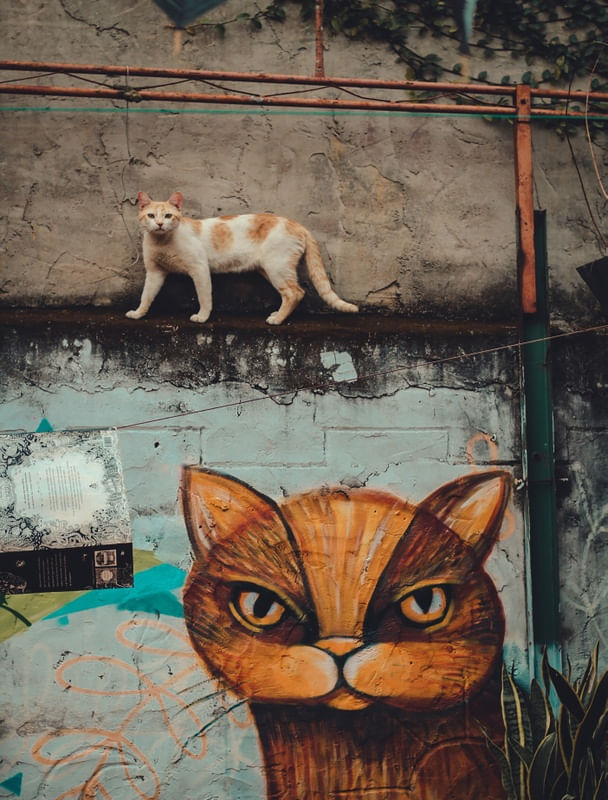 GATO DE SÃO JORGE
