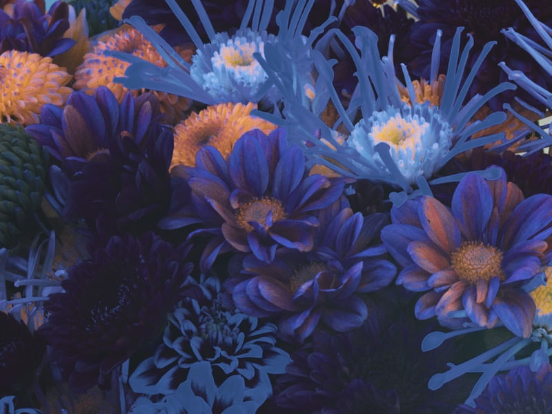 NATUREZA ULTRAVIOLETA I