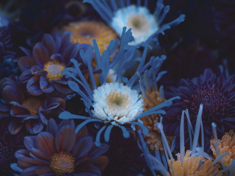 NATUREZA ULTRAVIOLETA III