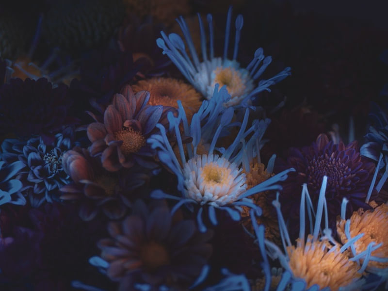 NATUREZA ULTRAVIOLETA IV