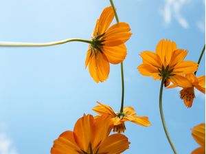 FLOR COSMOS AMARELO