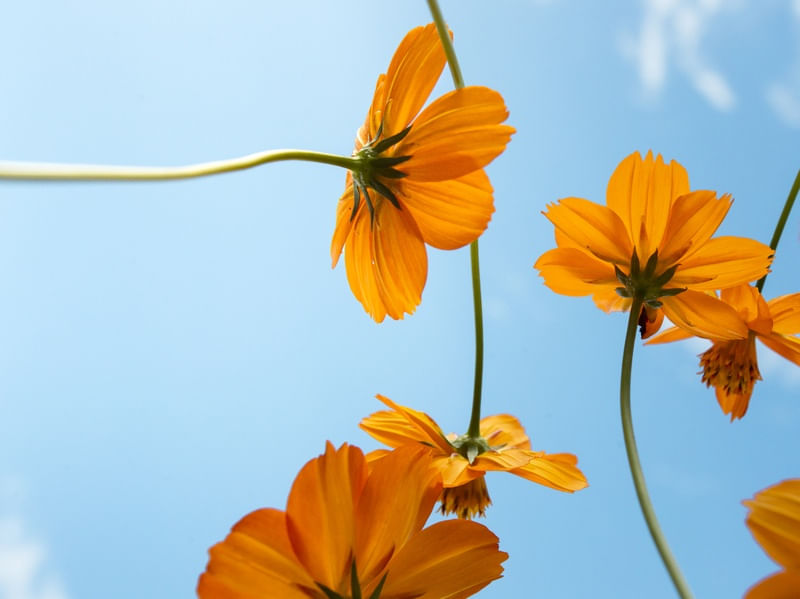 FLOR COSMOS AMARELO