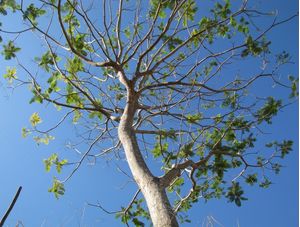 ÁRVORE PARA O CÉU