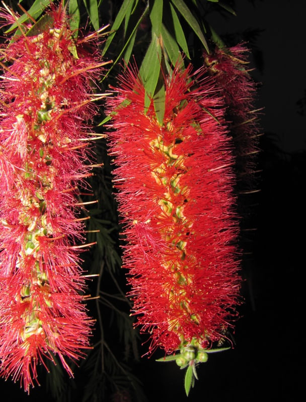 FLOR ESCOVA DE GARRAFA