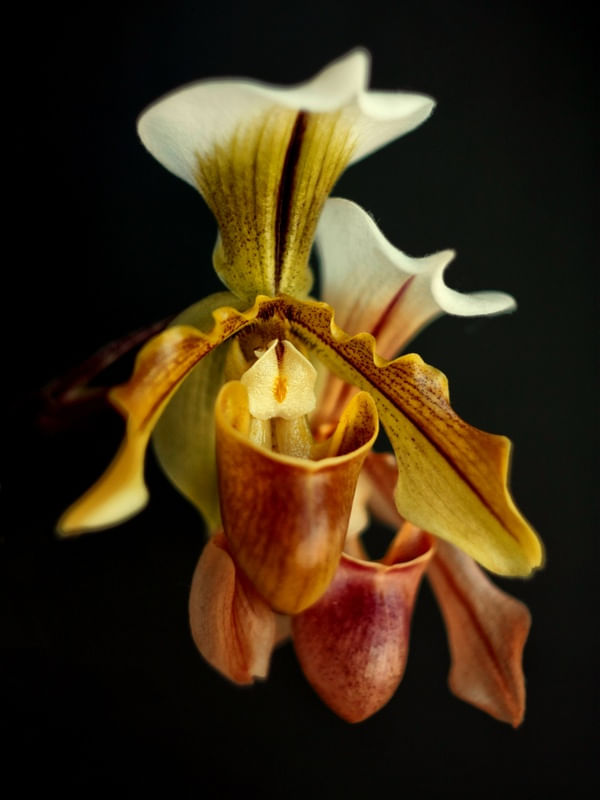 ORQUÍDEAS EM FUNDO NEGRO