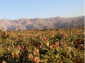 FLORES E MONTANHAS