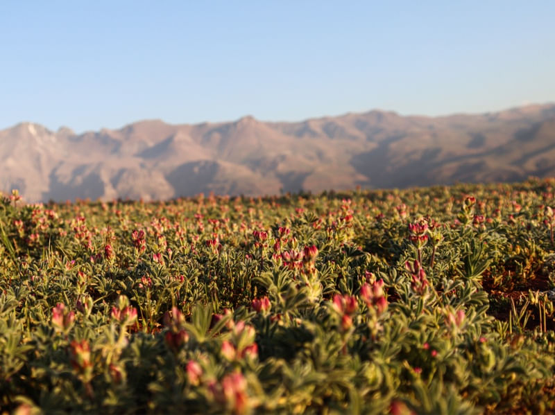 FLORES E MONTANHAS