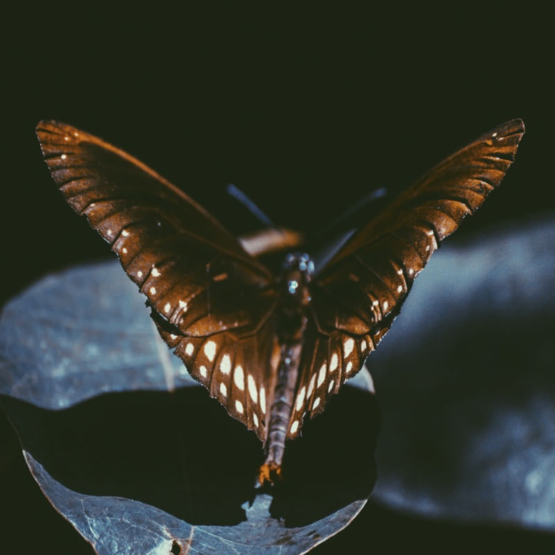 BUTTERFLY POSING IN THE DARK