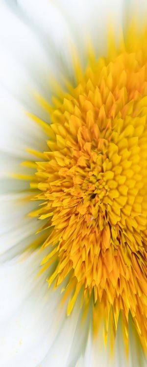 ALTERED NATURE 4 - DÍPTICO 1