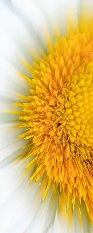 ALTERED NATURE 4 - DÍPTICO 1