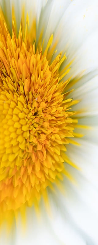 ALTERED NATURE 5 - DÍPTICO 2