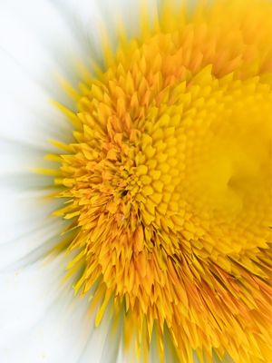 ALTERED NATURE 6