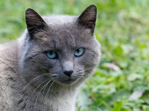 O GATO CINZA