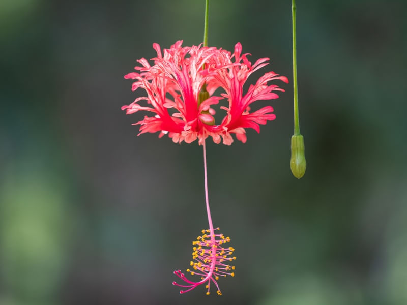 FLOR DE HIBISCUS