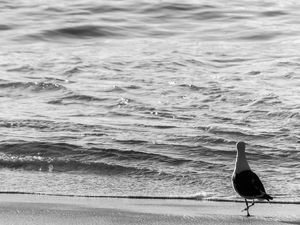 O PASSEIO DA GAIVOTA