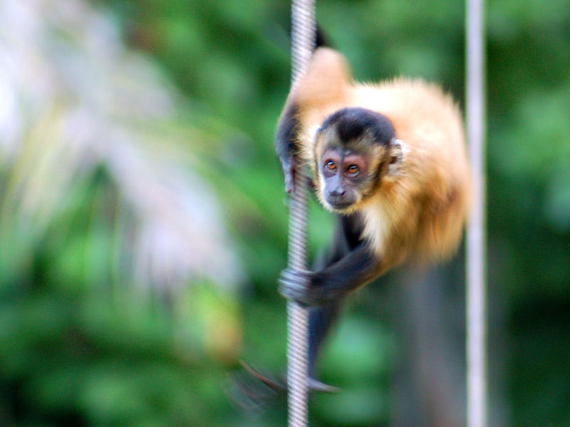 MACACO EM MOVIMENTO