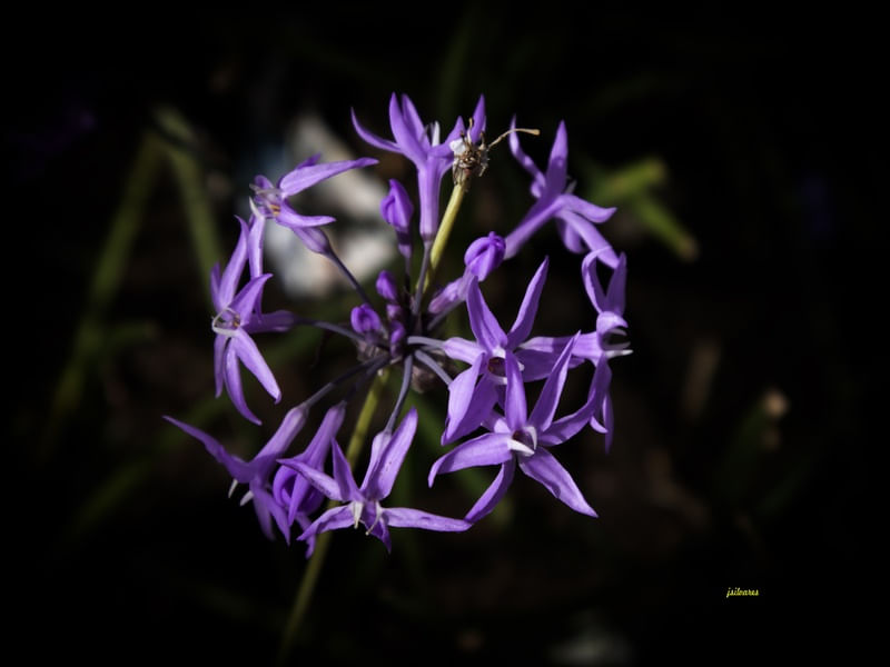PAISAGEM FLORAL AZUL