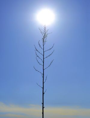 PÉ-DE-SOL