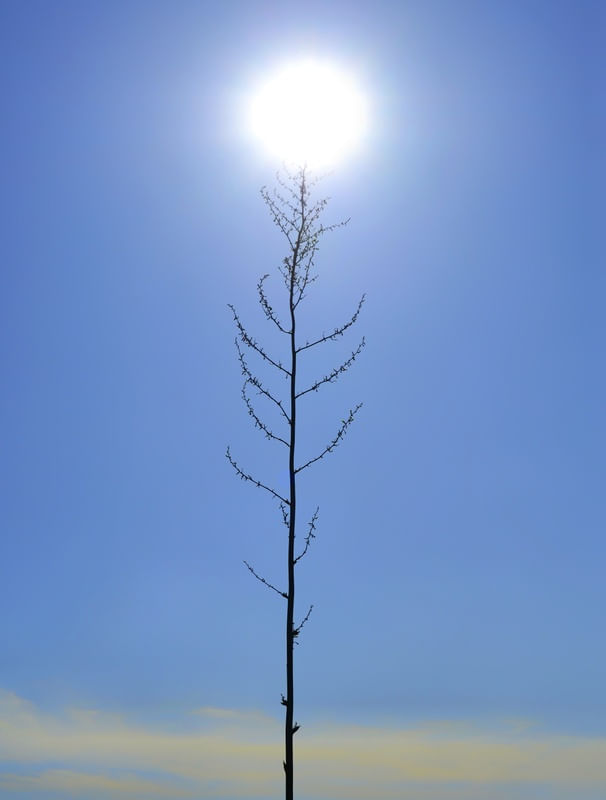 PÉ-DE-SOL