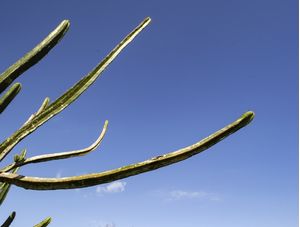CACTO LATERAL