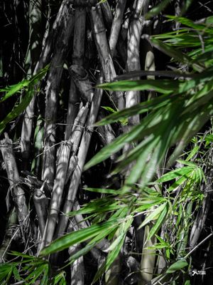 BAMBU DE SALVADOR