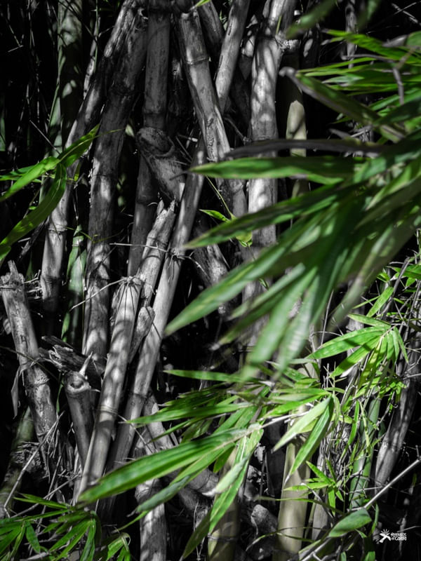 BAMBU DE SALVADOR