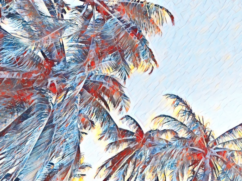 COQUEIROS AO CÉU II