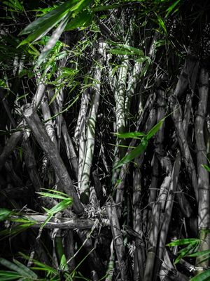 BAMBU DE SALVADOR 2