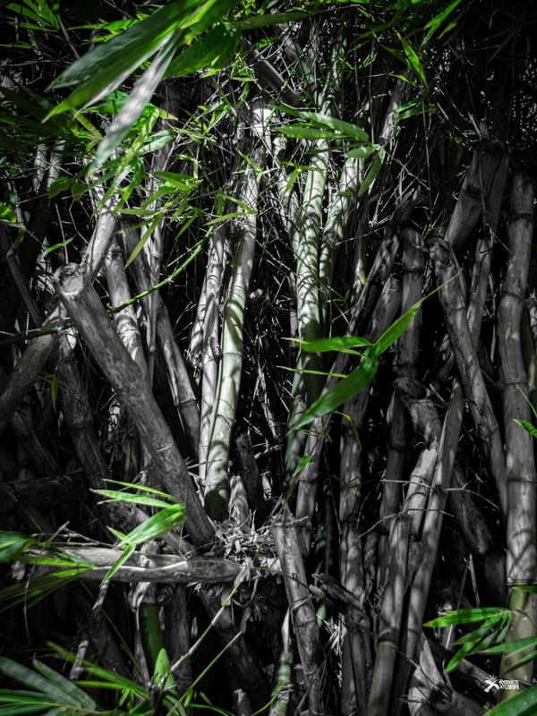 BAMBU DE SALVADOR 2