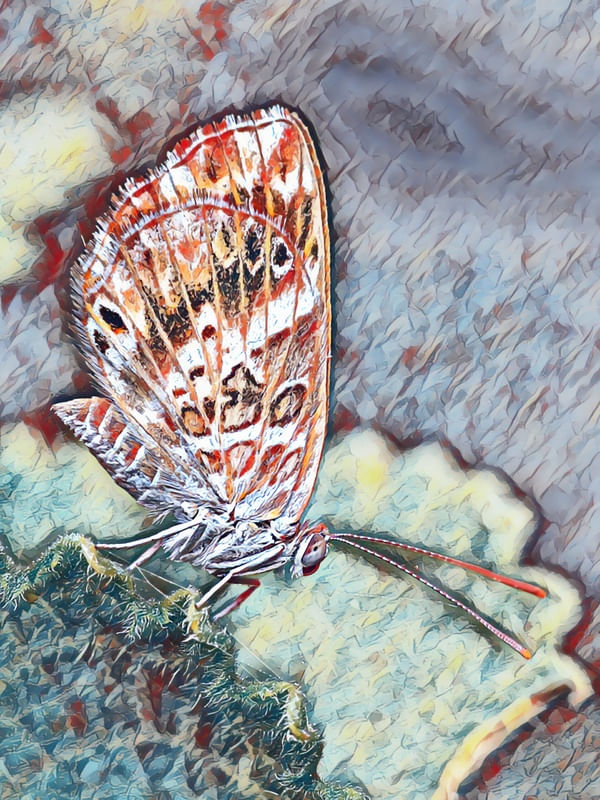 BORBOLETA NA FOLHA JARDIM