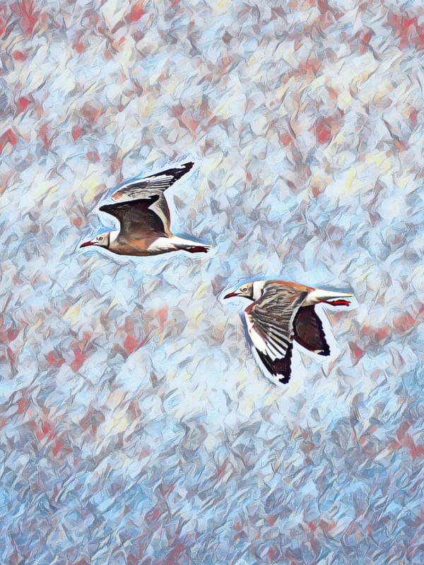 GAIVOTAS DE CABEÇA CINZA II