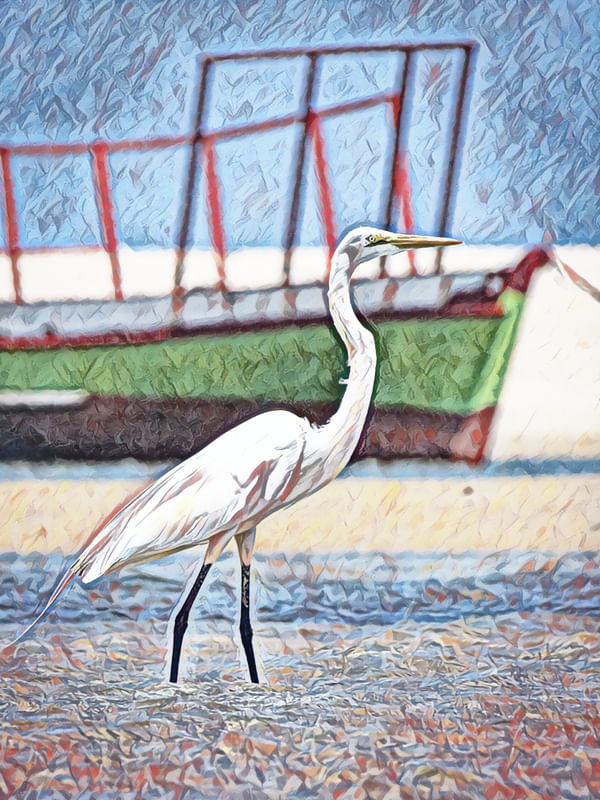 GARÇA EM BARRA NOVA II