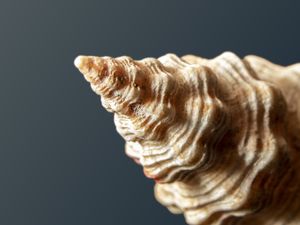 MACRO CONCHA #4