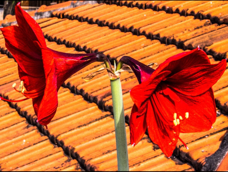 AMARILIS NO TELHADO