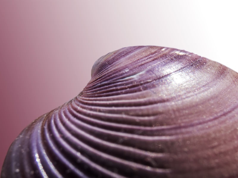 MACRO CONCHA #3